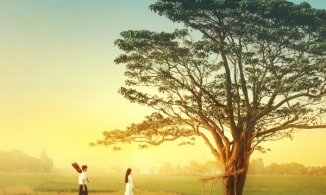 Chiếc cây năm ấy Ngạn và Hà Lan từng ngồi nay đã bị bão đánh gãy