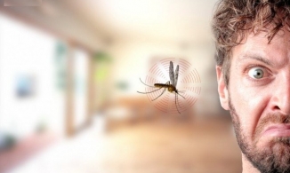 Vì sao muỗi thích hút máu người