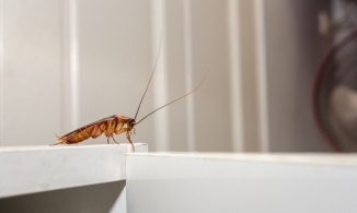 Bạn có biết: Loài gián một lần giao phối cả đời mang thai