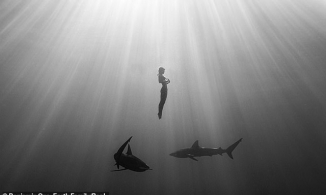 Nữ người mẫu gây sốc vì bơi khỏa thân cùng đàn cá mập ăn thịt người