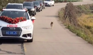  “Sen” về nhà chồng, chú chó chạy theo xe dâu suốt 10km để đưa tiễn