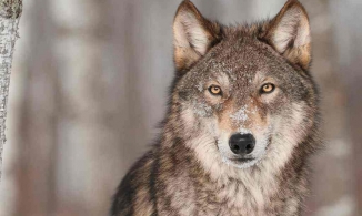 11 loài chó hoang dã có ngoại hình chải chuốt dễ bị lầm tưởng là chó nhà