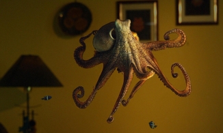 Bạn có biết: Bạch tuộc có 3 tim 9 não, cá bơn tự chuyển giới, rùa thở bằng mông