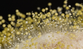 Nấm mốc trở nên đẹp lạ qua ống kính máy ảnh