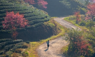Đóng cửa đồi chè Ô Long ở Sa Pa vì bộ phận khách du lịch thiếu ý thức