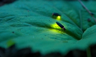 Giới khoa học lên tiếng về cộng đồng đom đóm, nhiều nơi liệt vào 'sách đỏ'