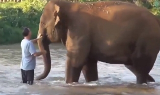 Đàn voi mừng như trẻ nhỏ khi gặp lại người chăm sóc sau 14 tháng xa cách 