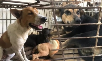 Đi tìm chó nhà, người đàn ông mủi lòng chuộc hết đàn chó 31 con trong lò mổ