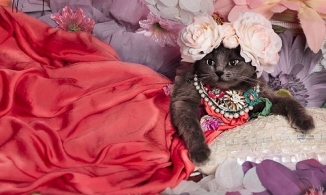 Cuộc đời lên hương của nàng “fashionista mèo” Pitzush