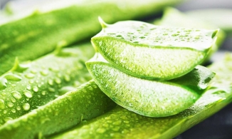 “Bật mí” 5 cách làm trắng da toàn thân bằng nha đam không thử thì phí