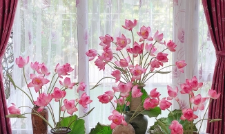 4 loại hoa sen khiến chi em say mê quên lối khi trang trí nhà