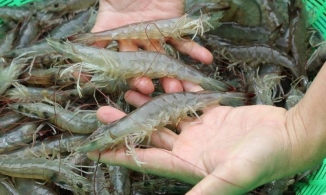 Làm cách này, dù bảo quản tôm cả tháng trong tủ lạnh vẫn tươi ngọt như mới