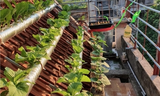 Vườn rau thủy canh 7m² trên mái nhà lúc nào cũng dư rau ăn của cặp vợ chồng ở Thái Bình