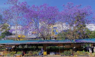 Đến Đà Lạt tháng 3 này để ngắm phượng tím nở rộ khắp phố phường