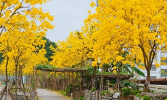 Bật mí con đường hoa phong linh vàng rực đang khiến hội chị em mê tít ngay ở Hà Nội