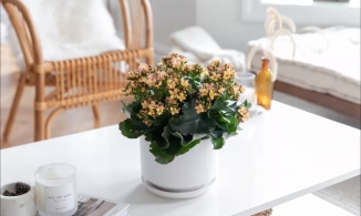 Dùng hoa giả trang trí nhà: Muốn tiền bạc dồi dào, tình cảm thăng hoa thì đừng