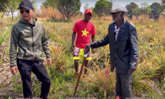 Quang Linh Vlogs mua cả vườn mía về làm cây giống cho trang trại... dứa