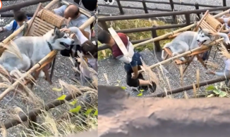 Cô gái vấp phải chỉ trích từ cư dân mạng khi thuê người khiêng chó cưng đi du lịch