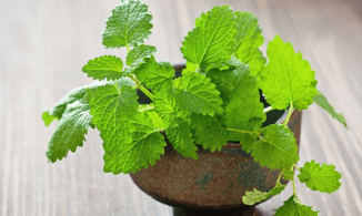 10 cách sử dụng lá bạc hà trị mụn vừa đơn giản vừa hiệu quả