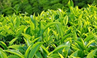 Giảm cân bằng lá: Đơn giản - hiệu quả với những loại lá cây quen thuộc