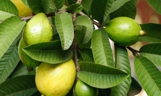 Bật mí cách giảm cân bằng lá ổi không phải ai cũng biết