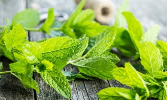 Cách thoát khỏi sẹo mụn đơn giản bằng lá bạc hà