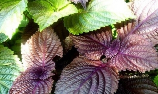 Những điều bạn cần biết khi giảm cân bằng lá tía tô