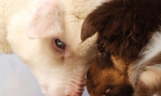 Lần đầu tiên động vật xuất hiện trên bìa tạp chí Vogue 