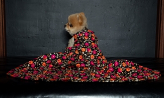 Thú cưng sải bước trong Tuần lễ thời trang New York 