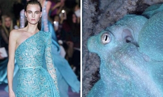 Khi thời trang và thế giới động vật giao thoa 