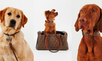 Fendi ra mắt BST thời trang dành riêng cho thú cưng 