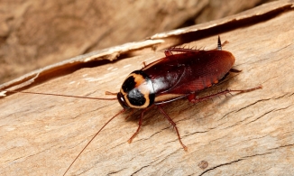 Đưa gián lên vũ trụ thụ thai, về trái đất đẻ 33 con khoẻ khác thường