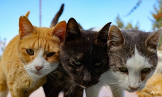 Hàn Quốc xét nghiệm Covid-19 cho thú cưng