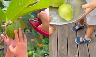 Giỏi tiếng Anh hơn tiếng Việt, con Tăng Thanh Hà gọi quả ổi là 'xoài'