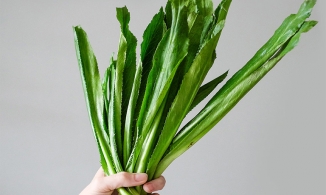 Những bài thuốc chữa cảm cúm hiệu quả với rau mùi tàu