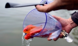 Hà Nội: Chuyện thả cá chép, đưa ông Táo về trời