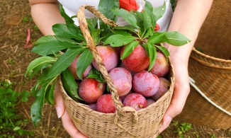 Khó quên như trải nghiệm hái mận Mộc Châu chín cây ở thung lũng Nà Ka