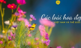 Các loài hoa đẹp ở Việt Nam và thế giới - Hình ảnh hoa đặc trưng đẹp nhất