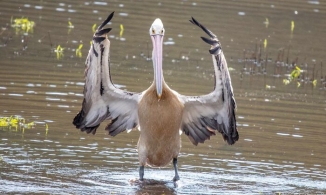 20 bức ảnh thể hiện tài diễn xuất tâm lý đỉnh cao của những chú chim