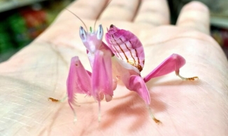 Nhan sắc xứng tầm Hoa hậu, Nam vương của sâu, nhện, bướm và côn trùng