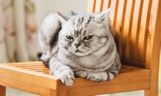 Dấu hiệu mèo giận chủ: Đi tiểu vào đồ mới giặt, ị lên giường