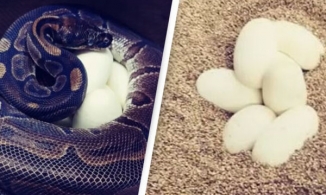 Mỹ: Trăn Hoàng gia gây sốc khi không cần bạn tình vẫn đẻ 7 quả trứng