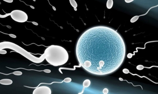 Khi trứng gặp tinh trùng, điều kỳ diệu gì sẽ xảy ra?