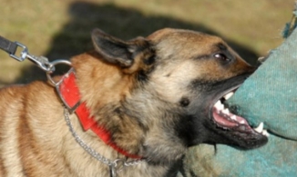 Thanh Hóa: Bé 2 tuổi bị chó hàng xóm cắn đa thương tích, lộ hộp sọ