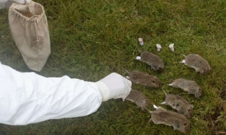 Dịch hạch tái xuất tại Trung Quốc, Mông Cổ