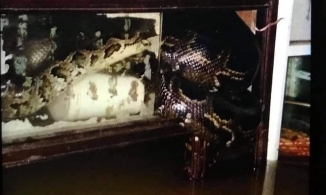 Lũ dâng cao ở Quảng Trị làm trăn rất lớn xổng chuồng, dân mất ngủ