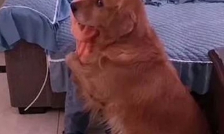 Thấy cô chủ nhỏ bị mẹ mắng, chú chó liền chạy tới bảo vệ