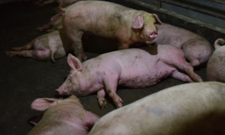 Phát hiện chủng virus corona mới có thể lây từ lợn sang người