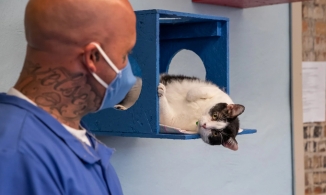 Cho phạm nhân chăm mèo hoang 7 tiếng mỗi ngày để sớm hoàn lương