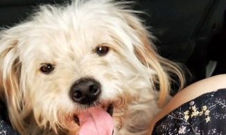 Chú chó bị chủ bỏ quên đi bộ gần 60 km để tìm về nhà